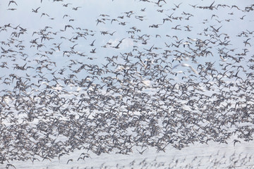 flock of flying ducks