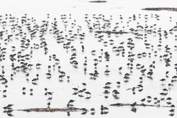 flock of dunlin