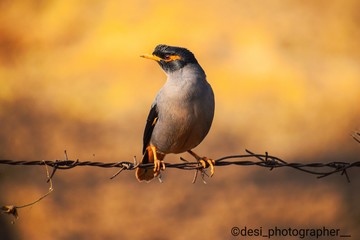 Myna