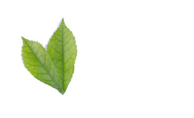 Fototapeta na wymiar greeen leaf on isolated and white background