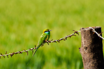 Bee Eater enjoying Sun