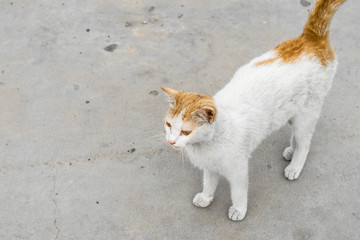 an angry and scared pet cat
