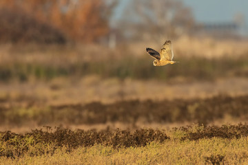 short eared owl