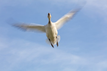 Fototapeta na wymiar Flying Snow Geese with motion blur