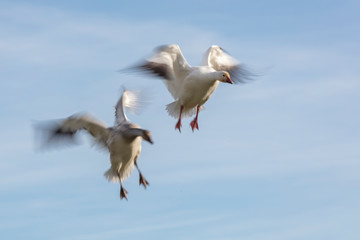 Flying Snow Geese with motion blur