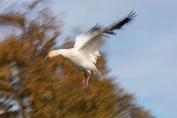 Flying Snow Geese with motion blur