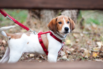beautiful white and brown puppy at the park with a red leash he is standing and looking the camera