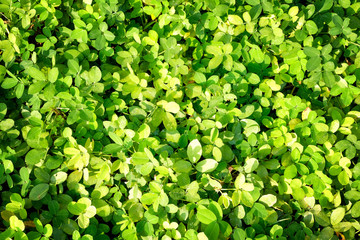 Obraz premium Close up nature background