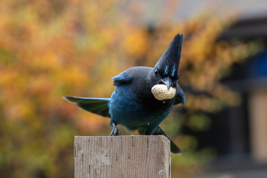 Stellers Jay Bird