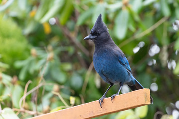 Stellers Jay bird