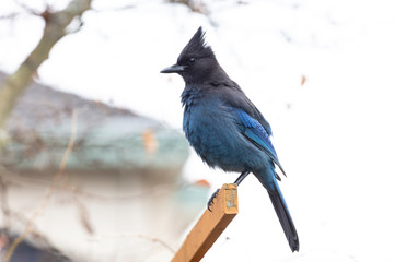 Stellers Jay bird