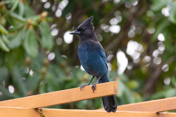 Stellers Jay bird