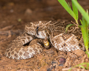 Western Diamondback Rattlesnake with tongue