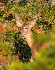 White tailed Deer Buck