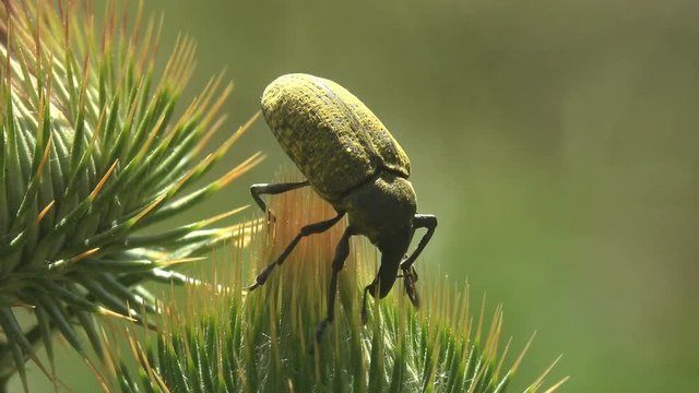 Rhubarb Weevil, Curculionidae, Lixus Concavus - Rhubarb Curculio sits on green bud Thistle. Macro view of insects in summer meadow