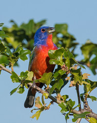 Male Painted Bunting on a perch