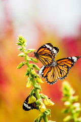 Butterfly eating pollen of flower, outdoor Chiangmai Thailand