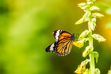 Butterfly eating pollen of flower, outdoor Chiangmai Thailand