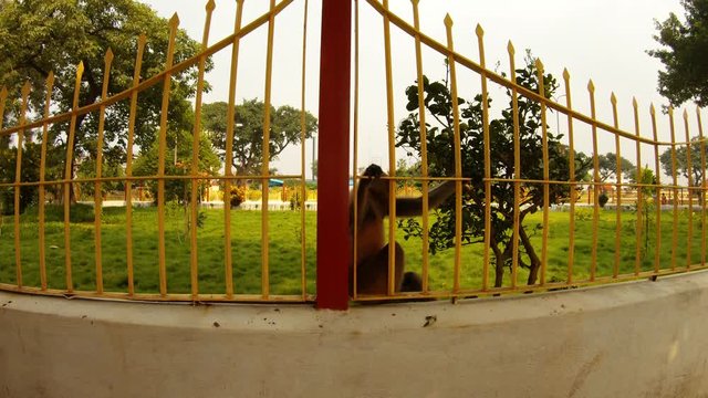 langur monkey climbs down from metal gates woman passing by green trees around park Kolkata