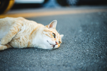 Cat lying down on ground, Ginger domestic pet cat