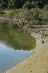 Bend of tidal river at low tide showing shore of fine mud with mangrove plants.