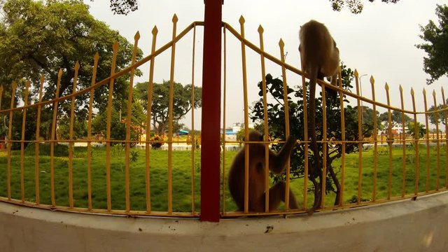 two monkeys langur nibble bush near metal gates green trees around park Kolkata