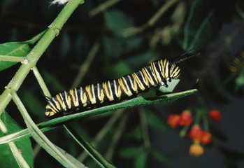 Monarch Butterfly Larva Caterpillar (Danaus Plexippus)
