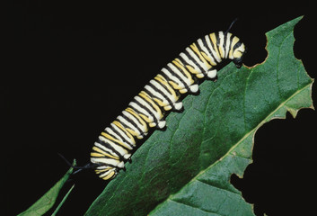Monarch Butterfly Larva Caterpillar (Danaus Plexippus)
