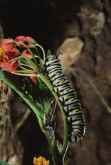 Monarch Butterfly Larva Caterpillar (Danaus Plexippus)