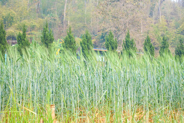 Wheat crop in field on sunny day