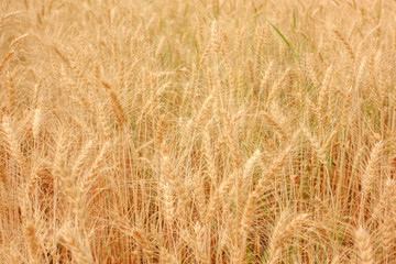Wheat crop in field on sunny day