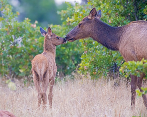Mother and calf Elk