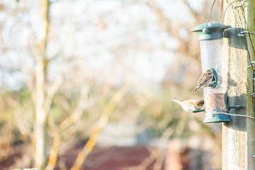 Birds eating from bird seed feeder, Bird wildlife photography