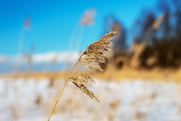 dry reeds against a blurred blue sky