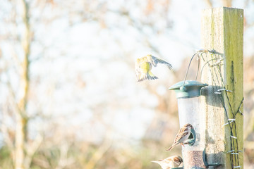 Birds eating from bird seed feeder, Bird wildlife photography