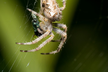 Nice macro photo of a spider with a natural green background