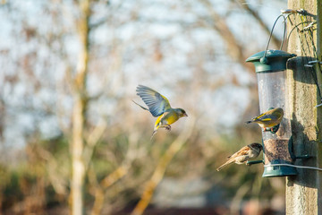 Birds eating from bird seed feeder, Bird wildlife photography
