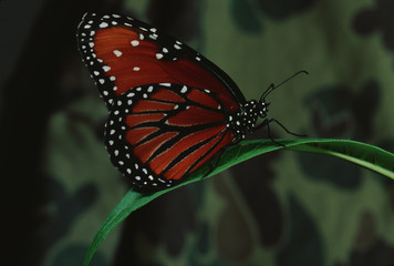 Queen Butterfly (Danaus Gilippus)