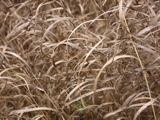 yellowed autumn grass with long leaves bows in the wind