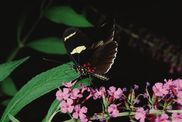 Fototapeta premium Sara Longwing Butterfly (Heliconius Sara)