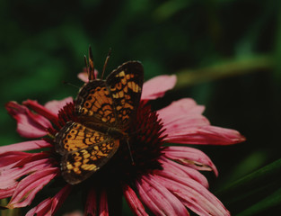 Silvery Checkerspot Butterfly (Chlosyne Nycteis)