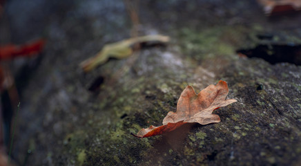 Nature beauty