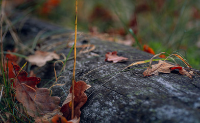 Nature beauty
