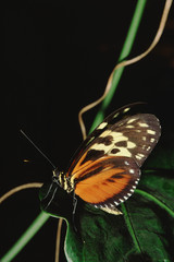 Fototapeta na wymiar Tiger Longwing Butterfly (Heliconius Hecale)