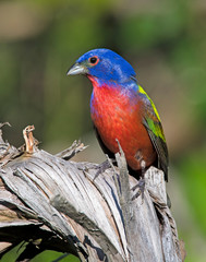 Male Painted Bunting on a perch