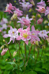Aquilegia 'Origami Rose and White' flowers. Pink Columbine flower growing in the garden