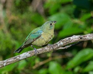 Immature Painted Bunting