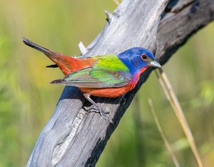 Painted Bunting on a perch