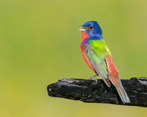 Painted Bunting on burnt log