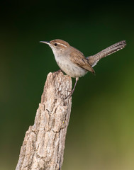 Bewick's Wren on branch